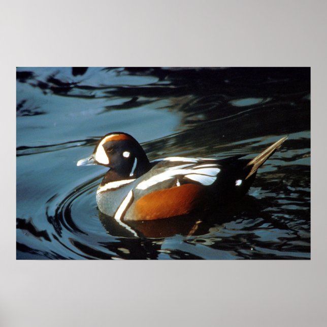 Harlequin Duck Poster (Front)
