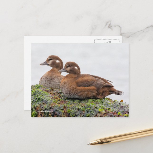Harlequin Ducks on Seaweed-Covered Rocks Postcard (Front/Back In Situ)