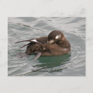 Harlequin Female Duck Preening on the Water Postcard