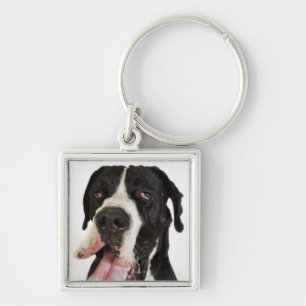 Harlequin Great Dane, close-up on white Key Ring