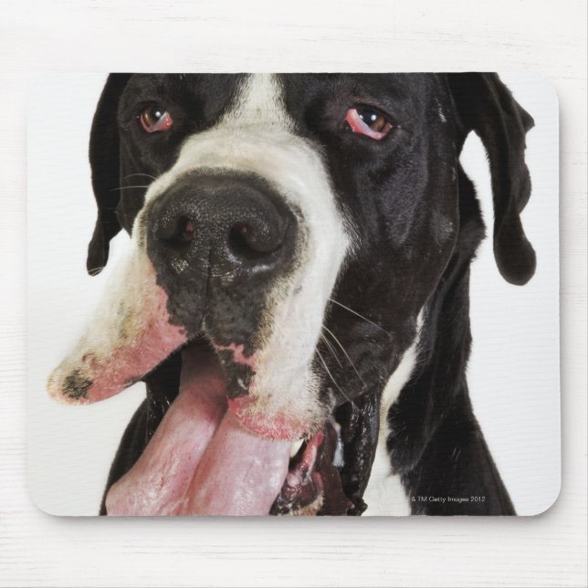 Harlequin Great Dane, close-up on white Mouse Pad (Front)