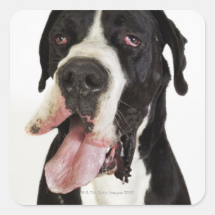 Harlequin Great Dane, close-up on white Square Sticker