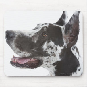 Harlequin Great Dane Mouse Pad