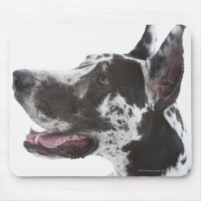 Harlequin Great Dane Mouse Pad (Front)