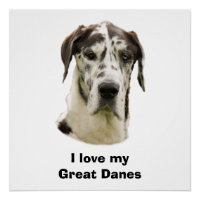 Harlequin Great Dane photo