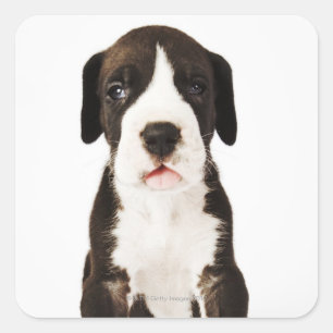 Harlequin Great Dane puppy on white background Square Sticker