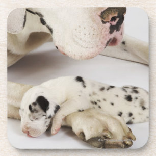 Harlequin Great Dane puppy sleeping on mother's Coaster