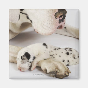 Harlequin Great Dane puppy sleeping on mother's Magnet
