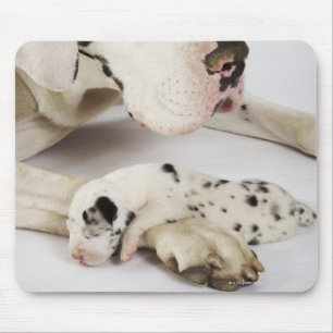Harlequin Great Dane puppy sleeping on mother's Mouse Pad