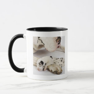 Harlequin Great Dane puppy sleeping on mother's Mug