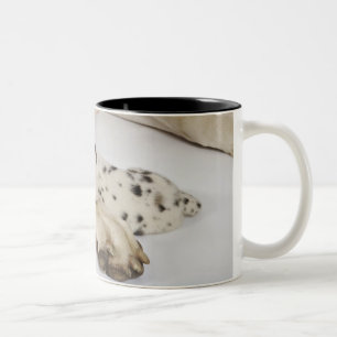 Harlequin Great Dane puppy sleeping on mother's Two-Tone Coffee Mug