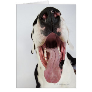 Harlequin Great Dane with open mouth, close-up,