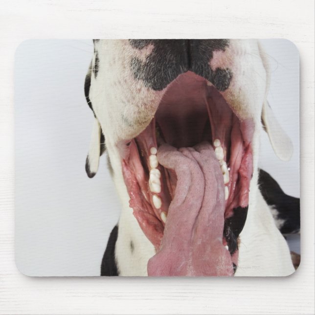 Harlequin Great Dane with open mouth, close-up, Mouse Pad (Front)