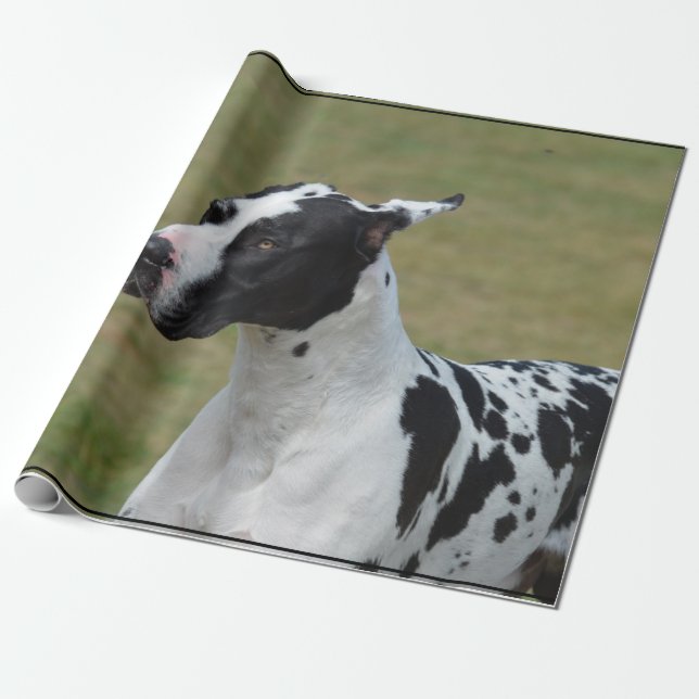 Harlequin Great Dane Wrapping Paper (Unrolled)