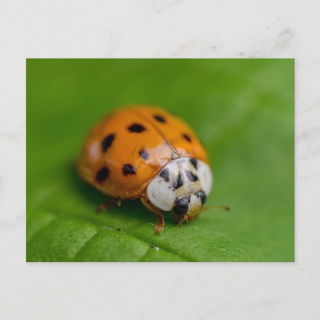 Harlequin Ladybird  Postcard (Front)