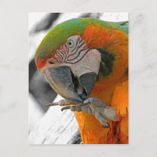 Harlequin Macaw Foot Postcard