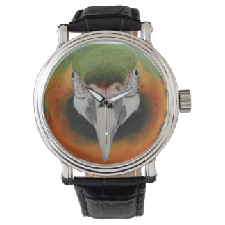 Harlequin macaw watch