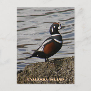 Harlequin Male Duck, Unalaska Island Postcard