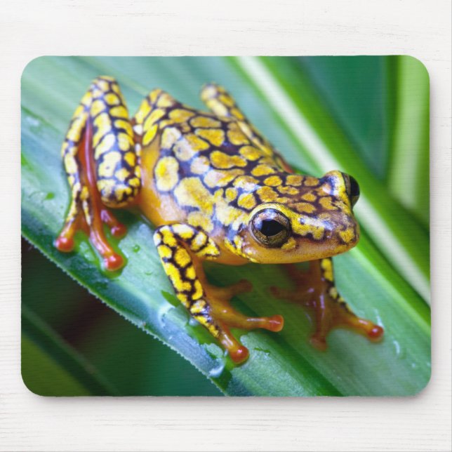 Harlequin Poison Dart Frog Mouse Pad (Front)