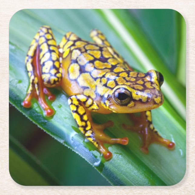 Harlequin Poison Dart Frog Square Paper Coaster (Front)
