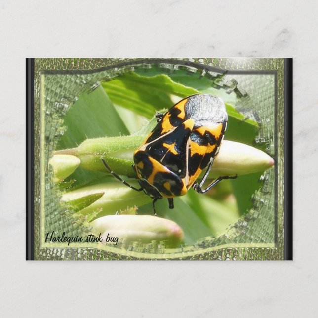 Harlequin stink bug calendar ~ postcard (Front)
