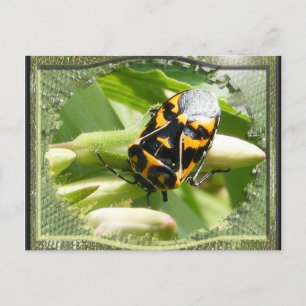 Harlequin stink bug ~ postcard