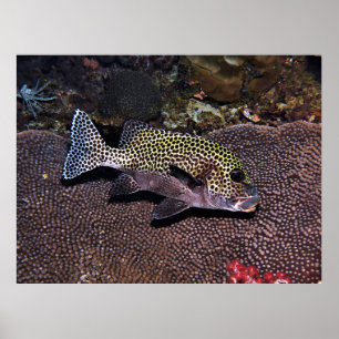 Harlequin Sweetlips Poster