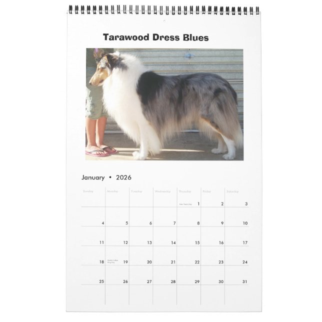 Harley Collies Calendar (Jan 2026)