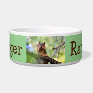 Harmonica squirrel