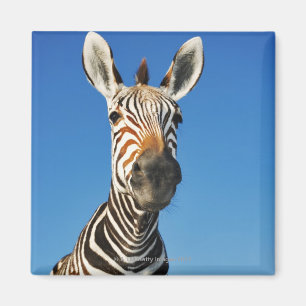 Harnas Wildlife Sanctuary, Namibia, Southern Magnet
