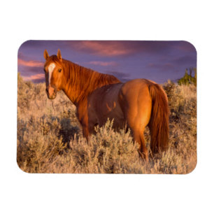 Harney County Wild horse stands alert Magnet
