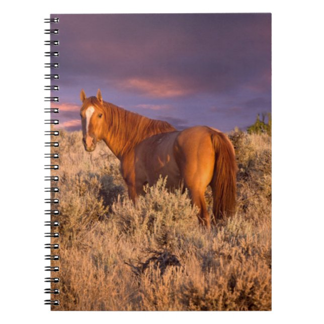 Harney County Wild horse stands alert Notebook (Front)