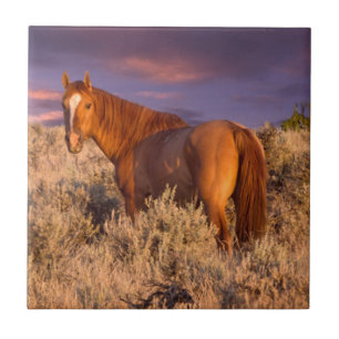 Harney County Wild horse stands alert Tile