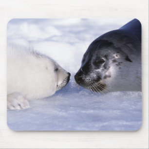 Harp Seal Mother with Pup Mouse Pad