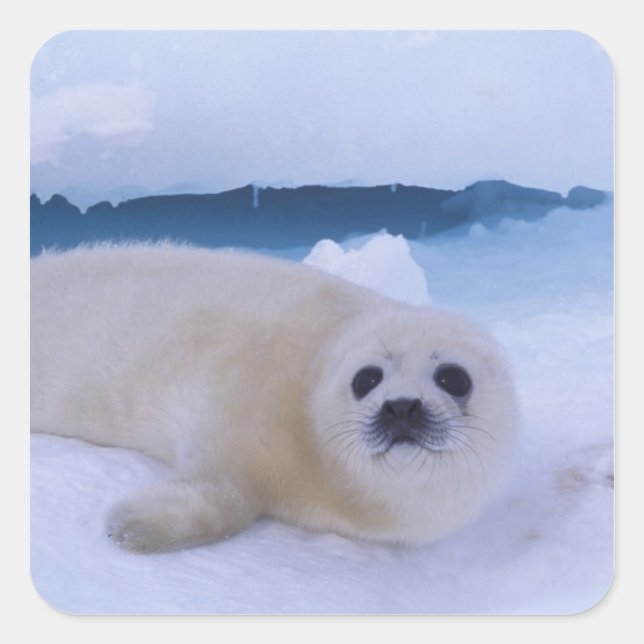 Harp Seal North America, Canada, Quebec (Front)