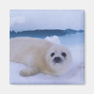 Harp Seal North America, Canada, Quebec Magnet