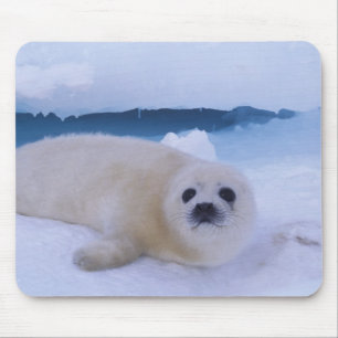 Harp Seal North America, Canada, Quebec Mouse Pad