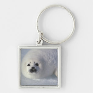 Harp seal Phoca groenlandica) A week-old harp Key Ring