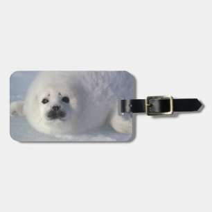 Harp seal Phoca groenlandica) A week-old harp Luggage Tag