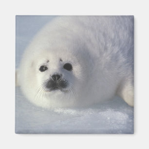 Harp seal Phoca groenlandica) A week-old harp Magnet