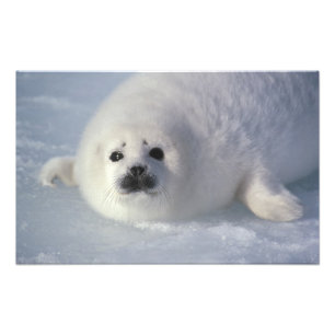 Harp seal Phoca groenlandica) A week-old harp Photo Print