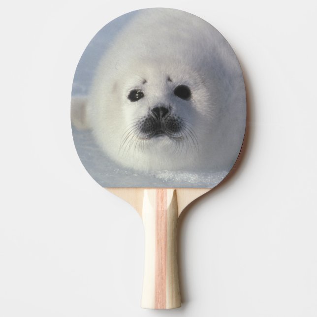 Harp seal Phoca groenlandica) A week-old harp Ping Pong Paddle (Front)