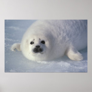 Harp seal Phoca groenlandica) A week-old harp Poster