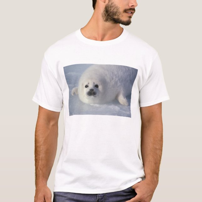 Harp seal Phoca groenlandica) A week-old harp T-Shirt (Front)