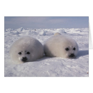 Harp seal (Phoca groenlandica) Harp seal pups