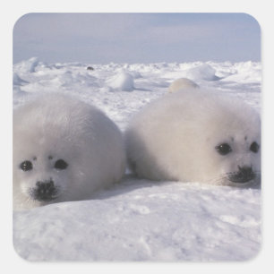 Harp seal (Phoca groenlandica) Harp seal pups