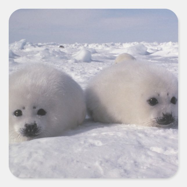 Harp seal (Phoca groenlandica) Harp seal pups (Front)