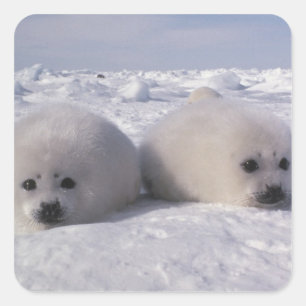 Harp seal (Phoca groenlandica) Harp seal pups