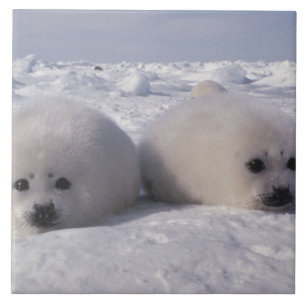 Harp seal (Phoca groenlandica) Harp seal pups Ceramic Tile