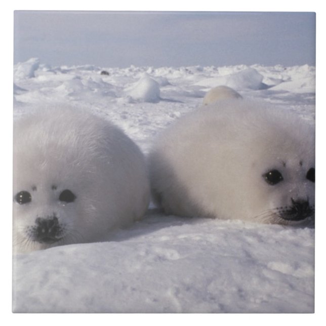 Harp seal (Phoca groenlandica) Harp seal pups Ceramic Tile (Front)